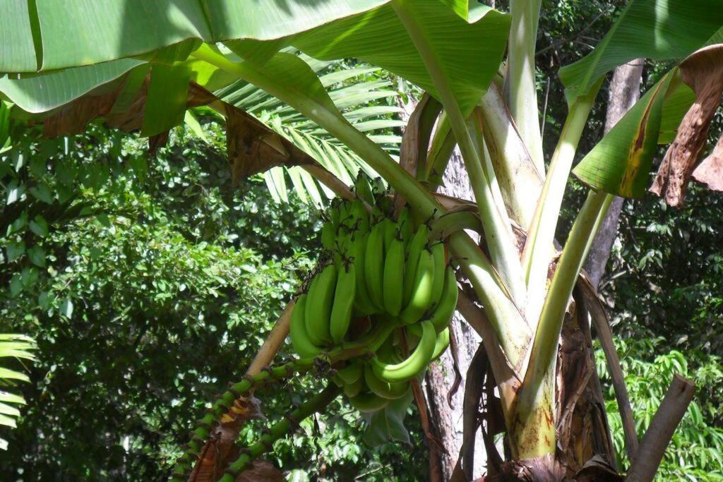 Idilio Escape Daire Ocho Rios Dış mekan fotoğraf