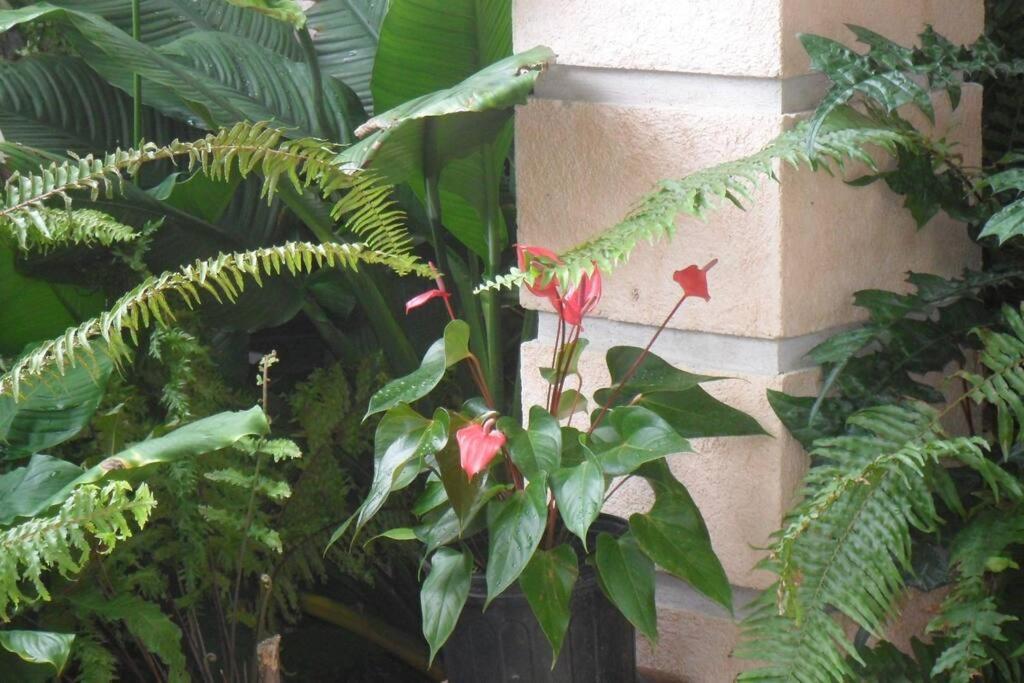 Idilio Escape Daire Ocho Rios Dış mekan fotoğraf