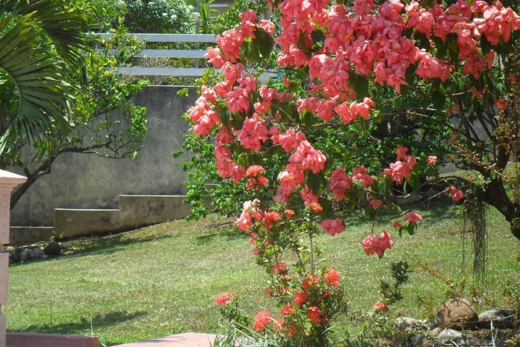 Idilio Escape Daire Ocho Rios Dış mekan fotoğraf