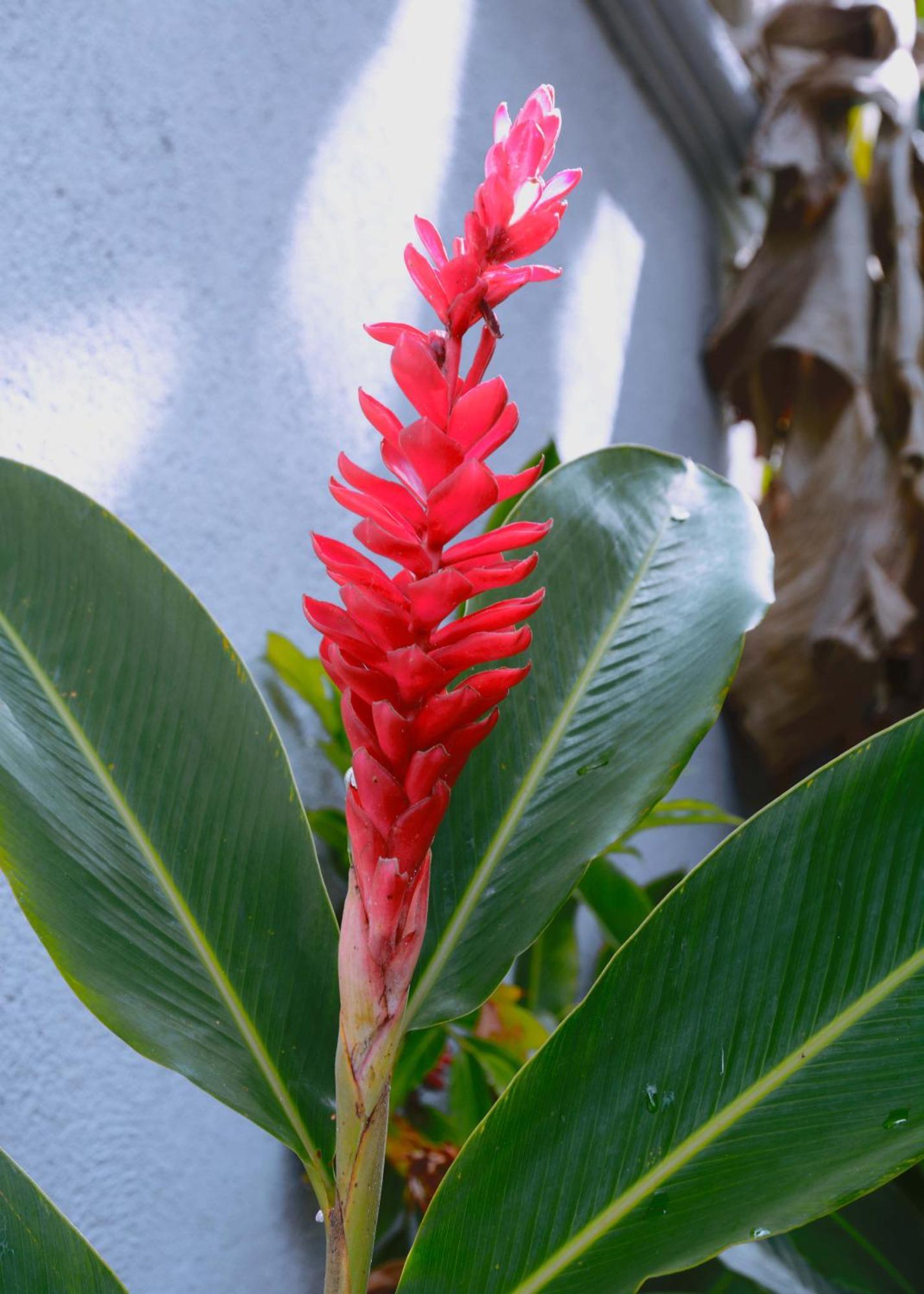 Idilio Escape Daire Ocho Rios Dış mekan fotoğraf